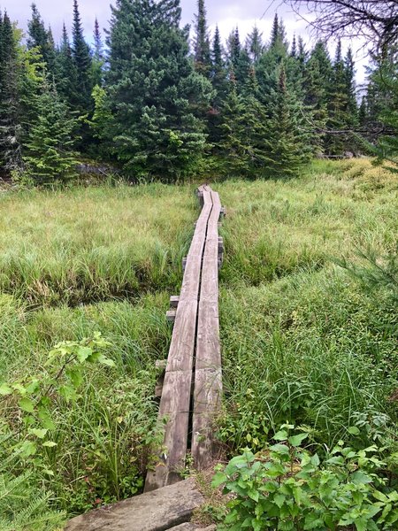 Looking north to our first bit of boardwalk on the trail!