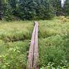 Looking north to our first bit of boardwalk on the trail!