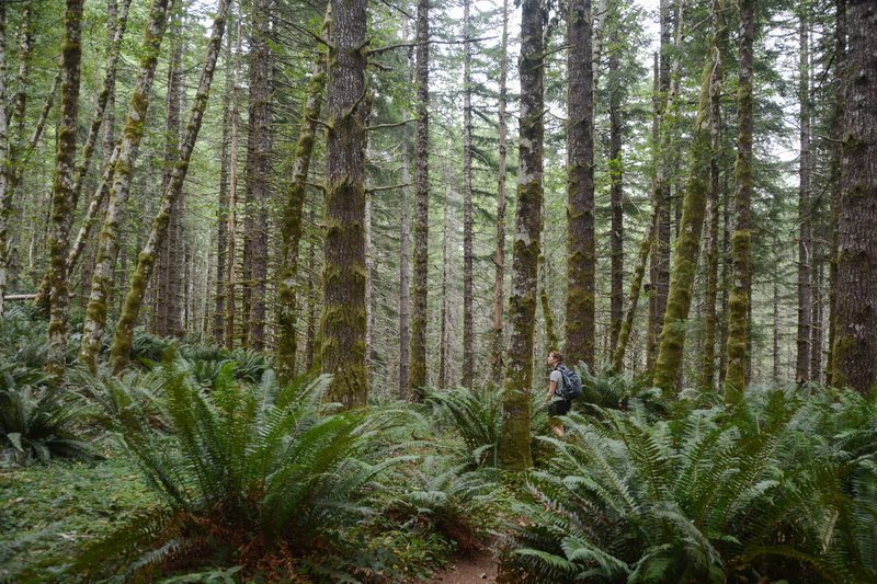 Lush forest and ferns start the Kings Mountain Trail