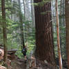 An example of old growth along Observation Trail