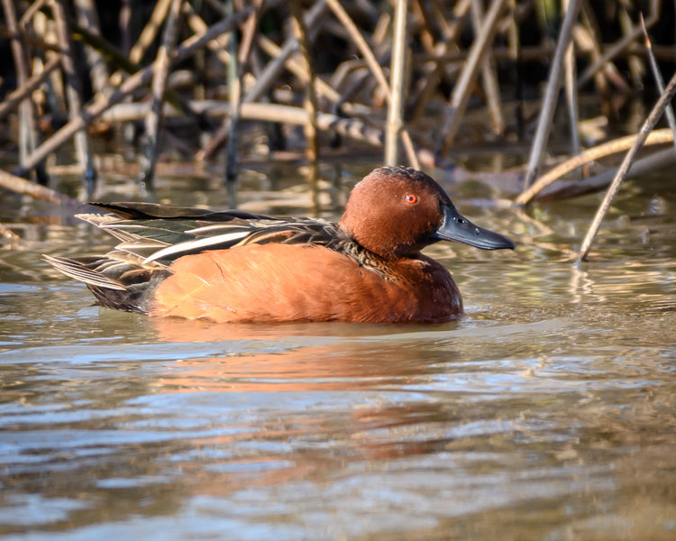Cinnamon Teal (m)