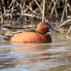 Cinnamon Teal (m)