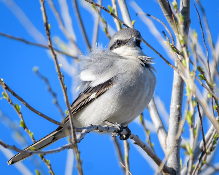 Loggerhead Shrike