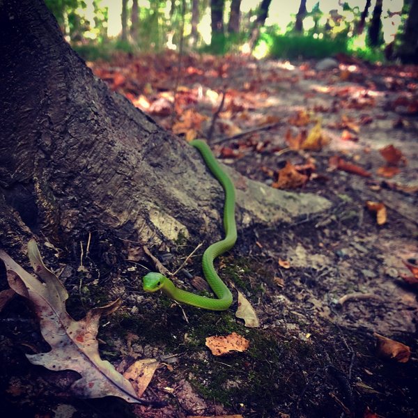 Green Ribbon snake along the McCarty Loop