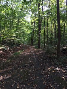 Typical terrain found along the majority of the Kate Kennard TTrail