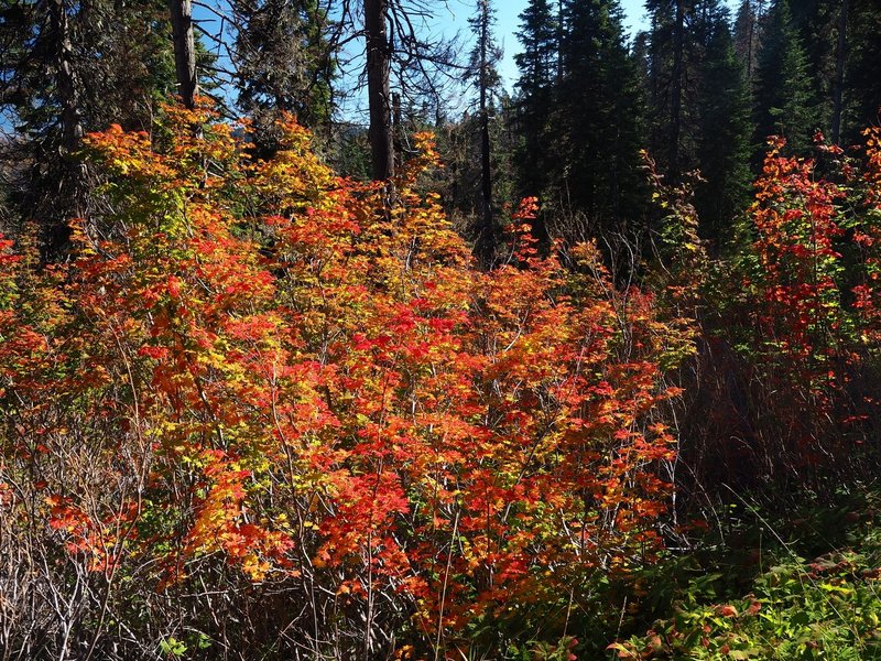 Fall color along the trail