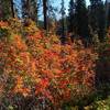 Fall color along the trail