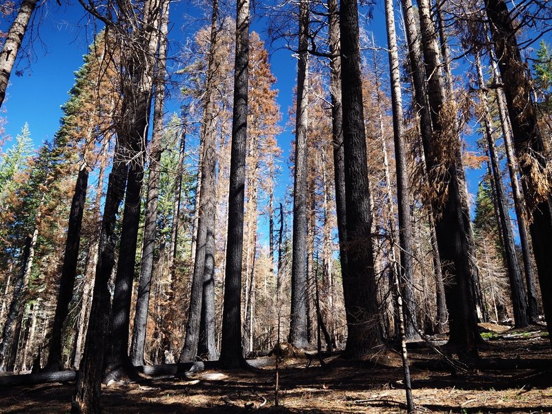 Damage from a wildfire in 2017