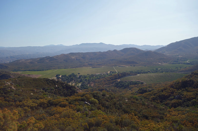 Vineyard to the east of the Wild Horse Trail