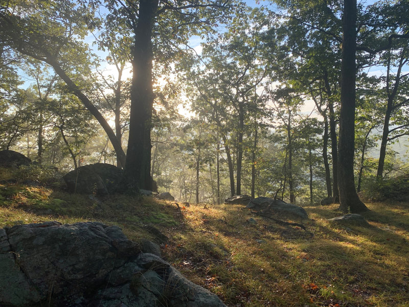 Morning mist