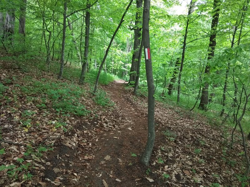 Under the tree canopy