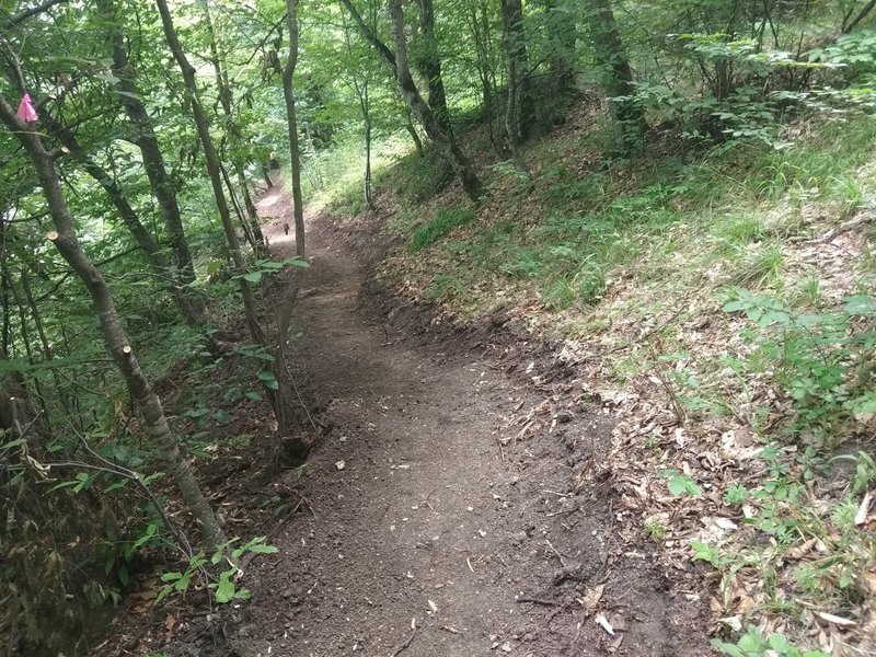 Freshly cut segment of the trail