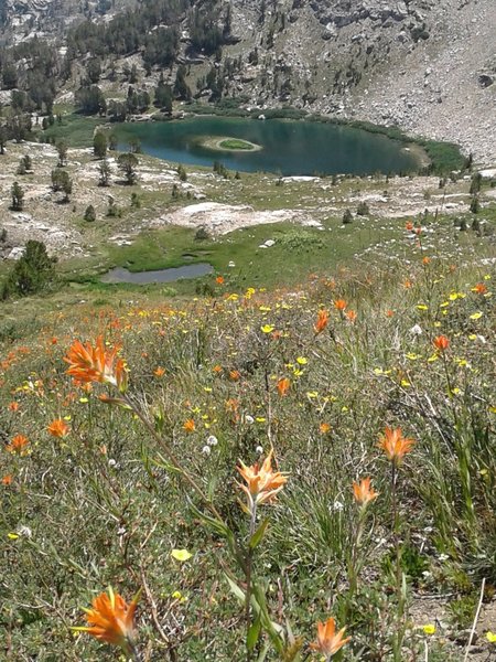 Wildflower bloom above Island Lake.