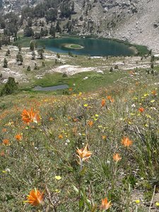 Wildflower bloom above Island Lake.