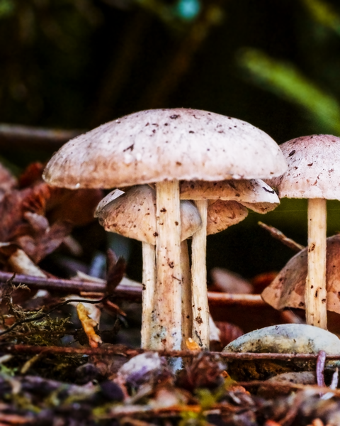 The recent colder weather has been hard on flowers and berries, but mushrooms are holding on just fine!