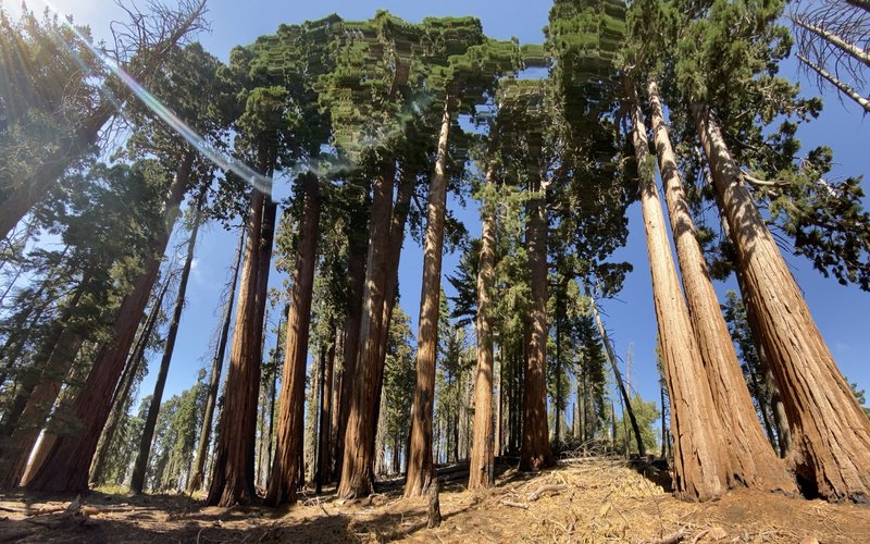 The Giant Sequoias.