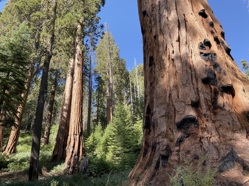 Giant sequoias.