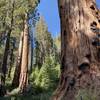 Giant sequoias.