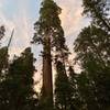 The towering giant sequoias.