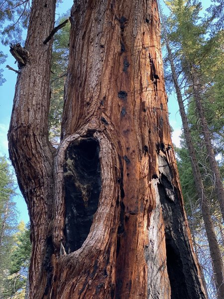 the giant Sequoias.