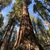 The Giant Sequoias.