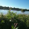 The Rio Grande and bistorta in bloom