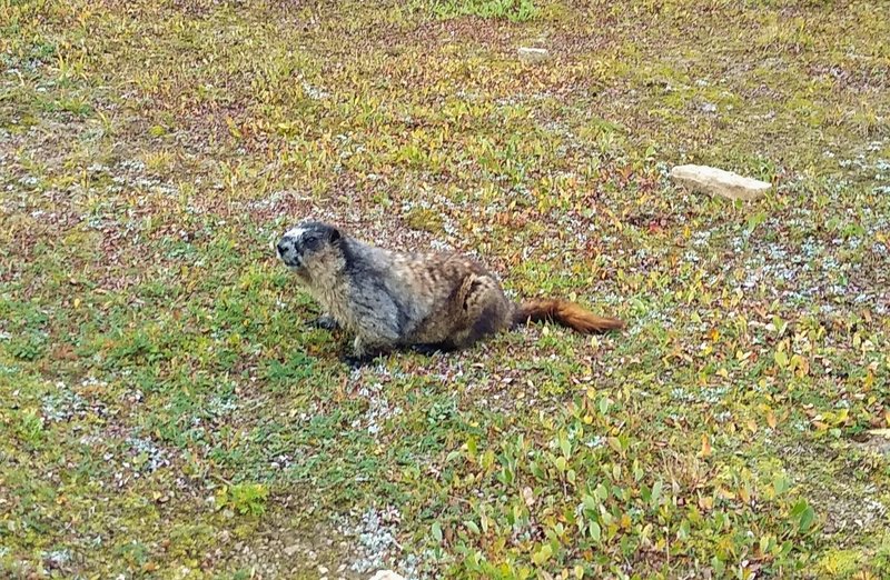 Hoary marmot, in the alpine meadows just southeast of Little Shovel Pass.