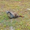 Hoary marmot, in the alpine meadows just southeast of Little Shovel Pass.