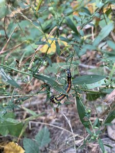 Friend along the trail.