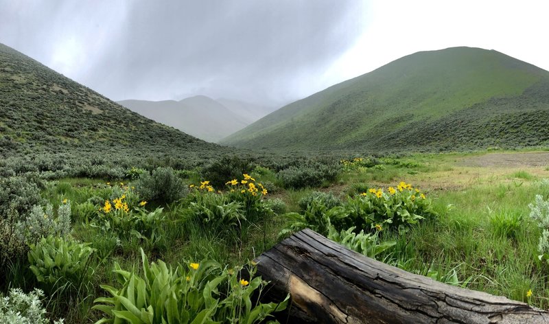 rain.. color.. smell of rain.. smell of color - after a HUGE winter! (5/18/2019) .. even hiking Toe of the Hill is refreshing