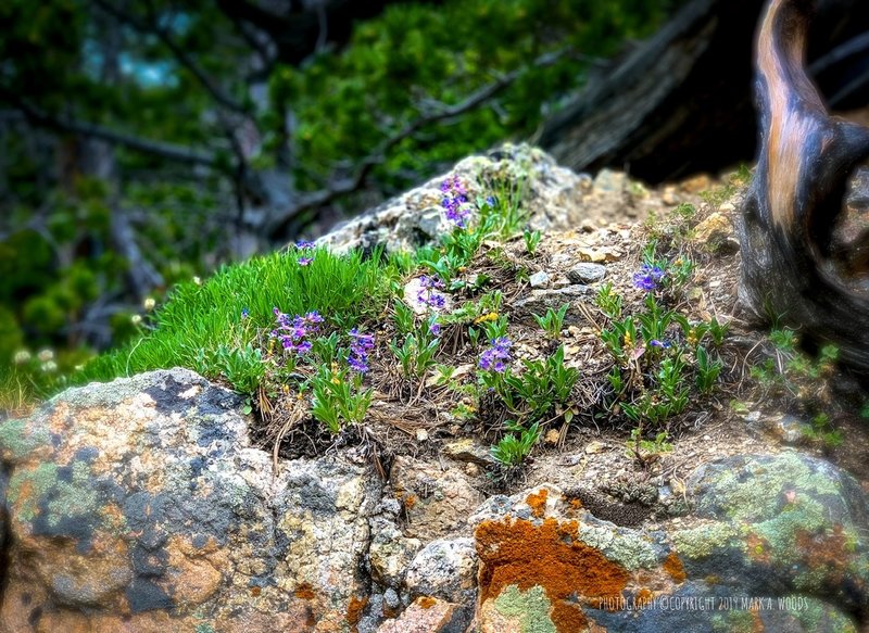 Summer wildflowers along Glacier Gorge Trail.