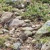 Grouse on a Sunday stroll foraging for pea gravel in the alpine tundra. Can you see them?