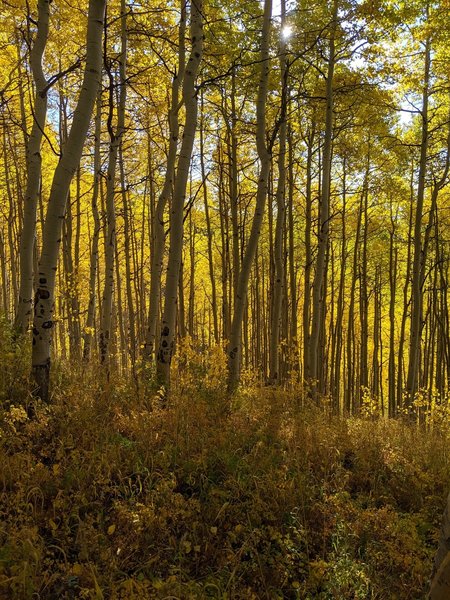 Classic Colorado Aspens on trail.