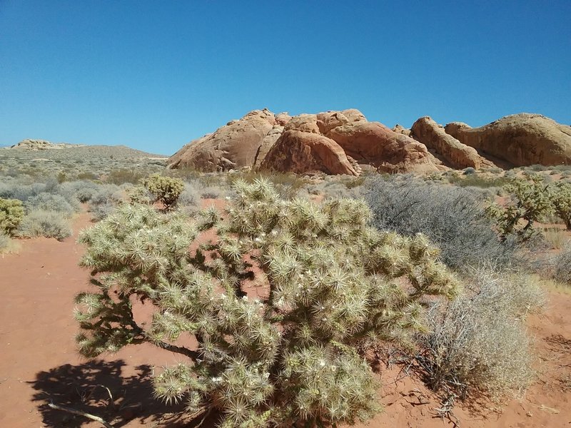 View of Chollas