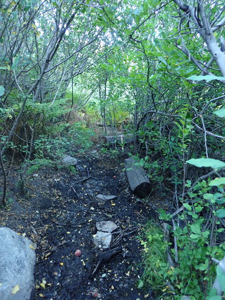 Mud Springs along the Palisades #99 trail