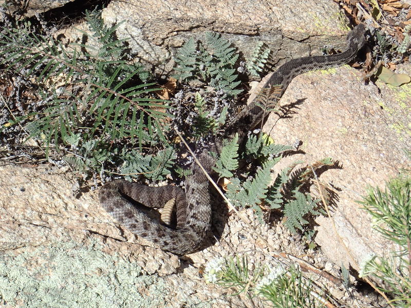 Gorgeous Crotalus cerberus (aka Black Rattlesnake) warming itself next to the trail.