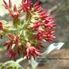 A rare type of milkweed that I photographed near the junction of the #44 and the Lemmon Rock #12 trails