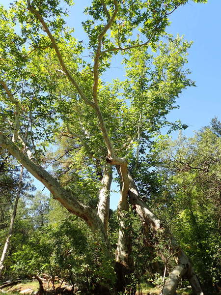 Gorgeous monster Sycamore tree near the junction of the Red Ridge #5 and Canada Del Oro # 4 trails