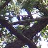 A Great Horned Owl that I was able to spot thanks to a mob of Scrub Jays harassing it in it's tree.