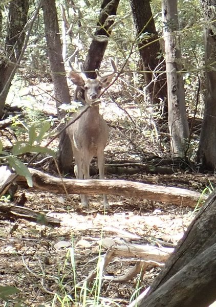 One of countless Coues White Tail Deer I have encountered along the Canada Del Oro #4 trail