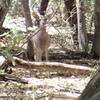 One of countless Coues White Tail Deer I have encountered along the Canada Del Oro #4 trail