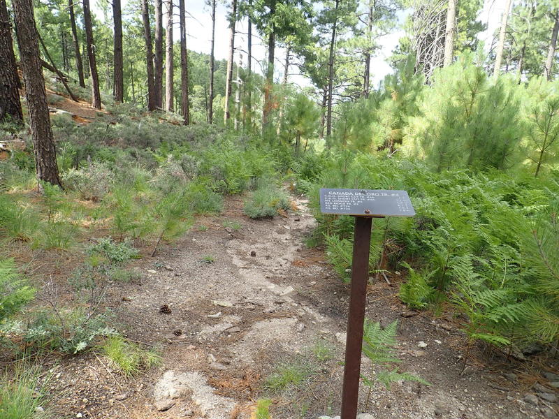 The trailhead  for the Canada Del Oro trailhead at the junction of the Samaniego Ridge trail.