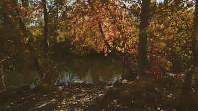 Leaves Turning in Oct 2019