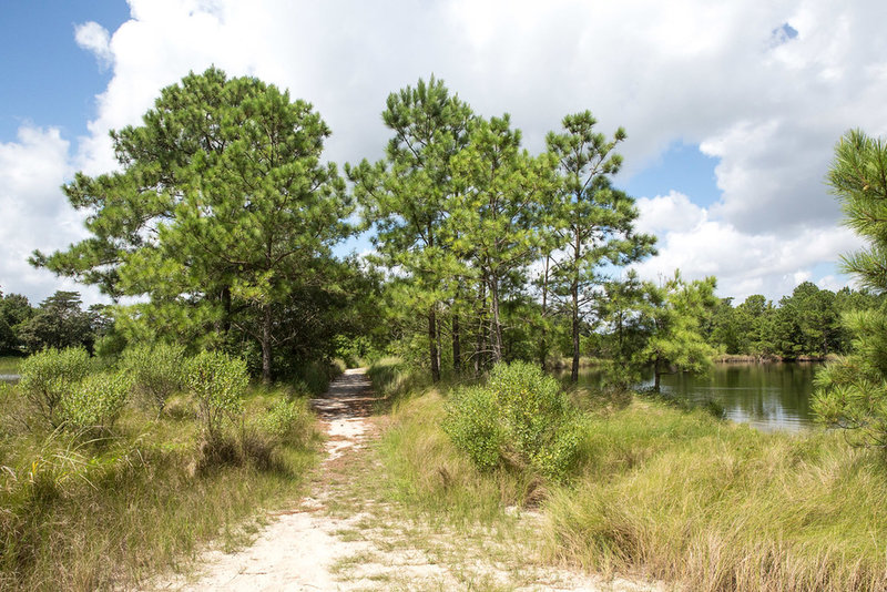 Sandy trail through beach grass and pines.