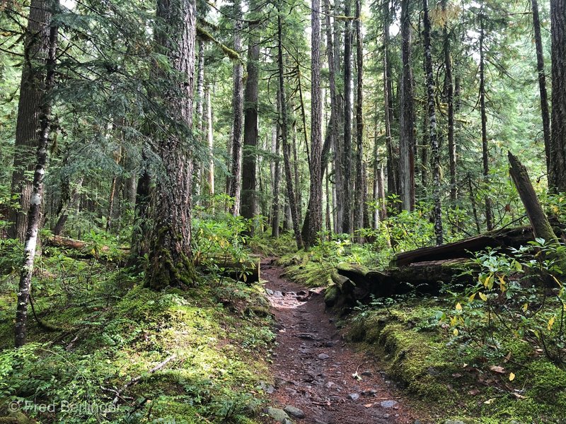 Trail to Pamelia Lake