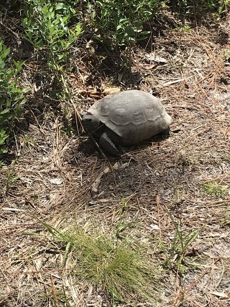 Gopher Tortoises are found here