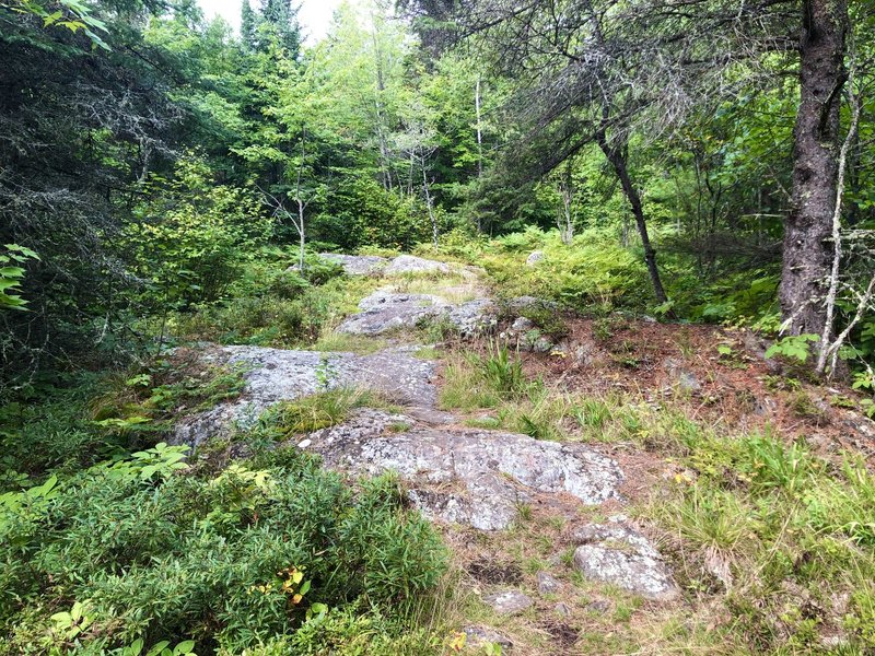 Rock outcroppings intermittently guide you along the Locator Lake trail.