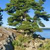 One of the islands on Kabetogama lake.