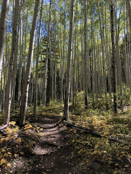 Strolling through the Aspen grove