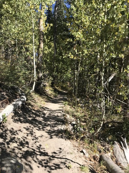 Smooth dirt, gentle gradient trail